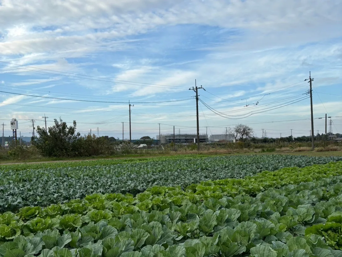 大網白里市での農作業